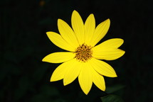 a single yellow flower 
