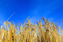 Ripe wheat against bright blue sky