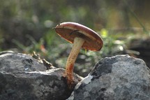 mushroom growing between two rocks