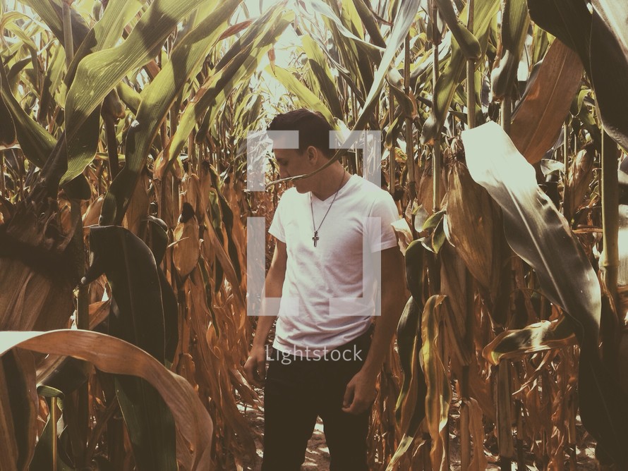 man standing in a corn field 