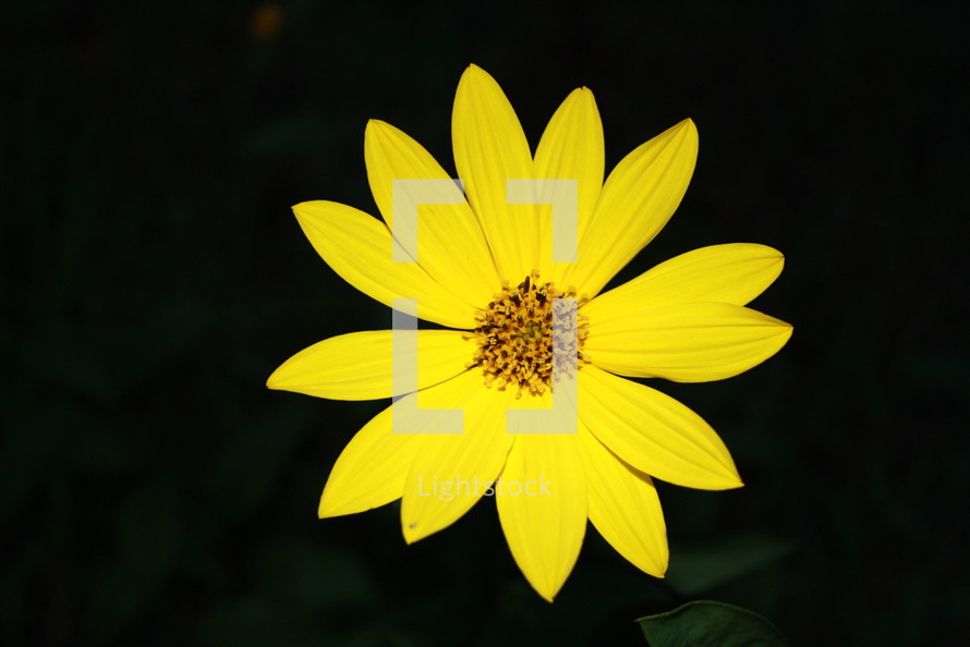 a single yellow flower 