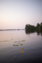 flowers floating on a lake 
