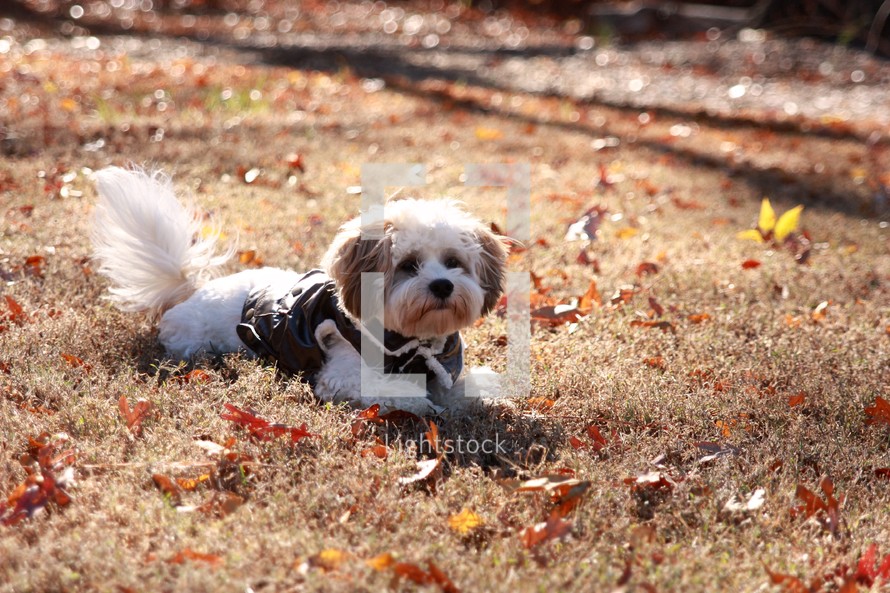 a dog in a coat lying in the grass on a cold fall day 