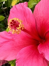 closeup of a bright pink hibiscus petals and pistil with yellow stamen and red stigma