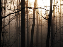 Deciduous forest in fog, Piedmont of North Carolina