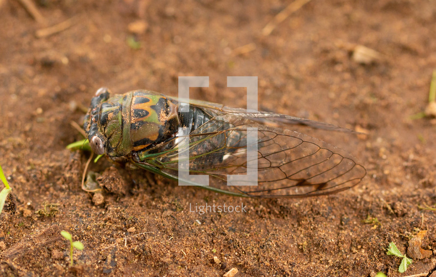 cicada 