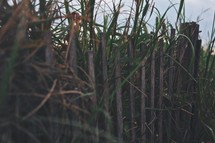 tall grass and a fence 