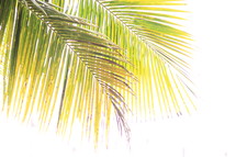 Palm fronds against a white background
