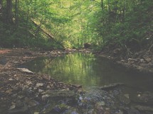 pond in a forest