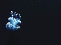 jellyfish in the deep sea 