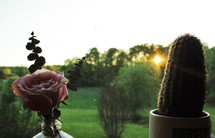 potted cactus and rose in a bottle in a window sill 