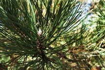 pine needles 