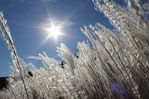 fuzzy grains in sunlight, wheat grass