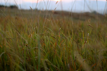 tall grasses in a field 