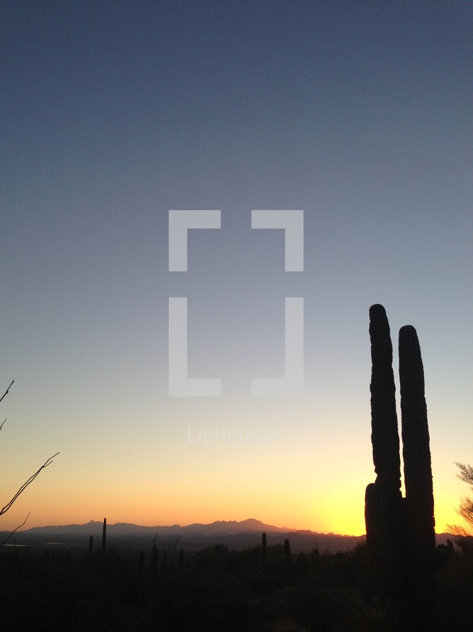 silhouette of a cactus in a desert at sunset 