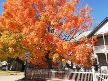 orange leaves on a fall tree 