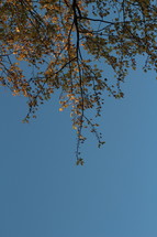 autumn leafs on a tree 