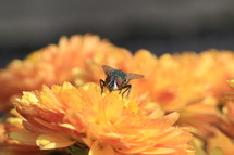 house fly on a mum flower