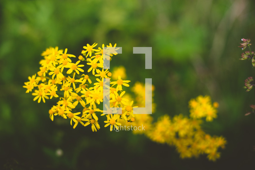 small yellow flowers 