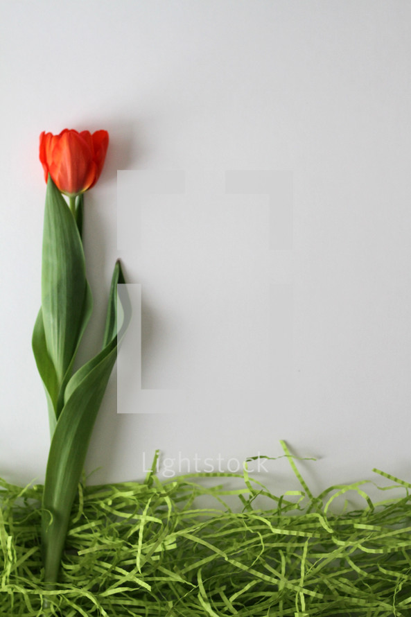 single red tulip on a white background 