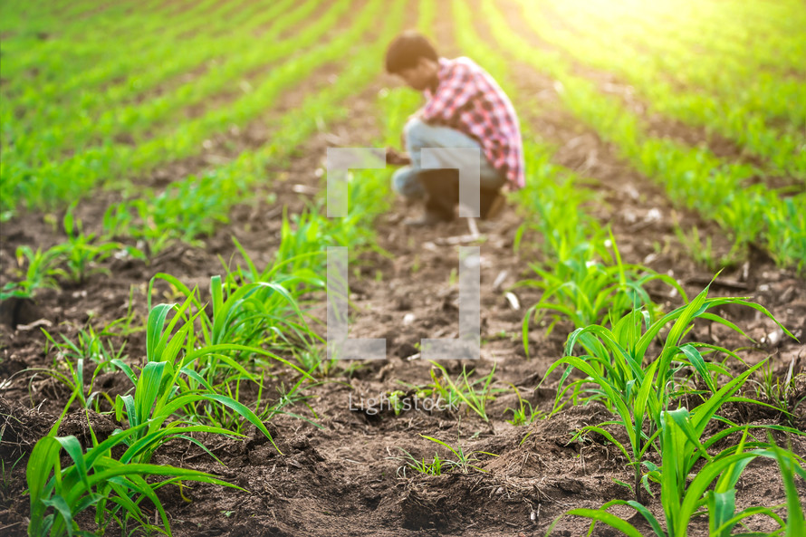 farmer tending the fields with young corn crops 