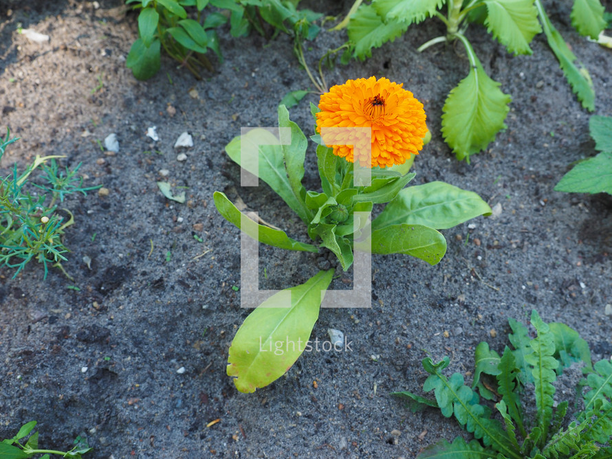 Plant with an orange flower blooming in June in Europe