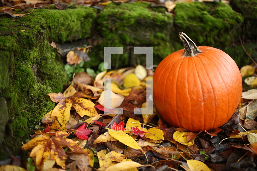 moss on a stone wall and a pumpkin in fall leaves 