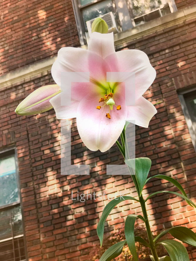 pink lily flower 