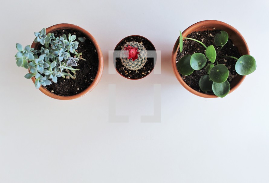 overhead view of potted plants 