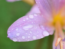 rain drops on a flower petal 