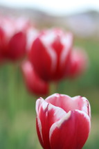 red and white tulips 