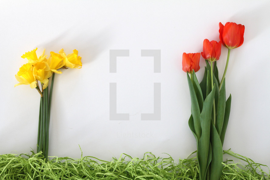 red tulips and yellow daffodils and decorative grass border on white background 