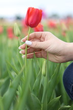 a woman picking a red tulip 