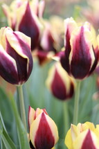 magenta and yellow tulips 