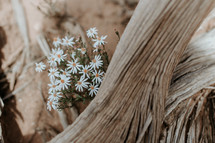 white daisies and logs 
