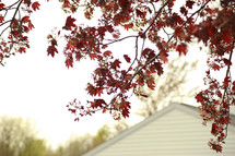 fall leaves on a tree and a house roof line