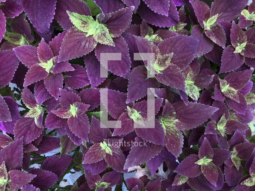 purple and green leaves background 