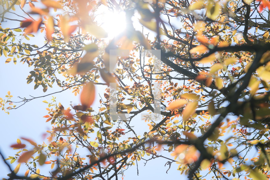 Sunshine through tree branches.