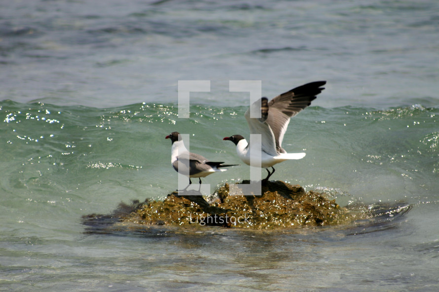 seagulls on a rock in the ocean 