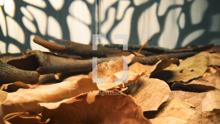 Dry Foliages For Autumn background