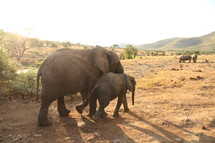 Mother and baby elephant walking across a savannah with rhinoceroses in the background.