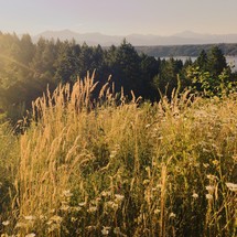 Tall grasses and sunlight
