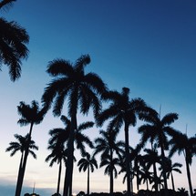 silhouettes of palm trees 
