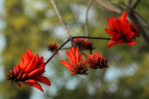 red flowers on tree branches