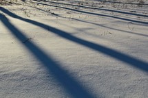 shadows of trees on snow 