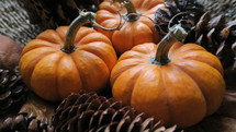 pumpkins and pine cones 