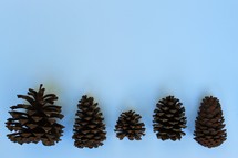 pine cones on white 