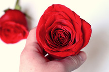 hand holding a red rose 
