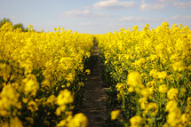 yellow rapeseed on a background of the sky. selective focus on color. canola field with ripe rapeseed, agricultural background. selective focus