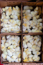 chicks in a box 